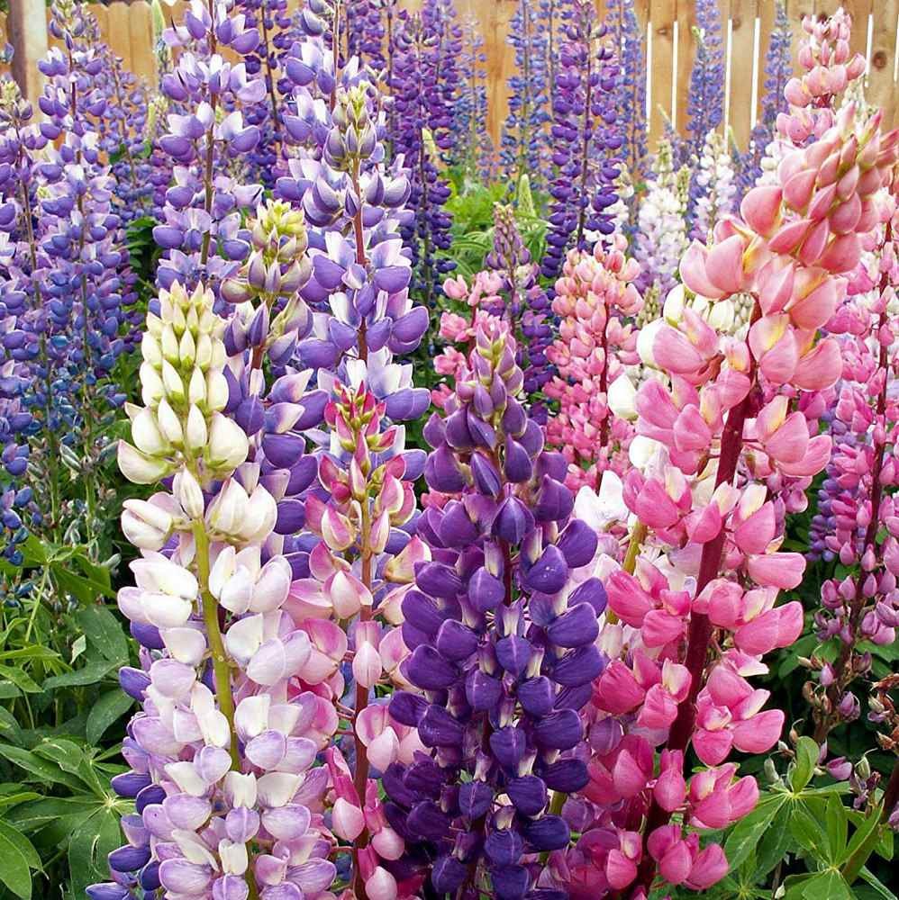 1 LB Lupine Seeds For Planting | Lupinus Russell Hybrids Flower Seed Mix