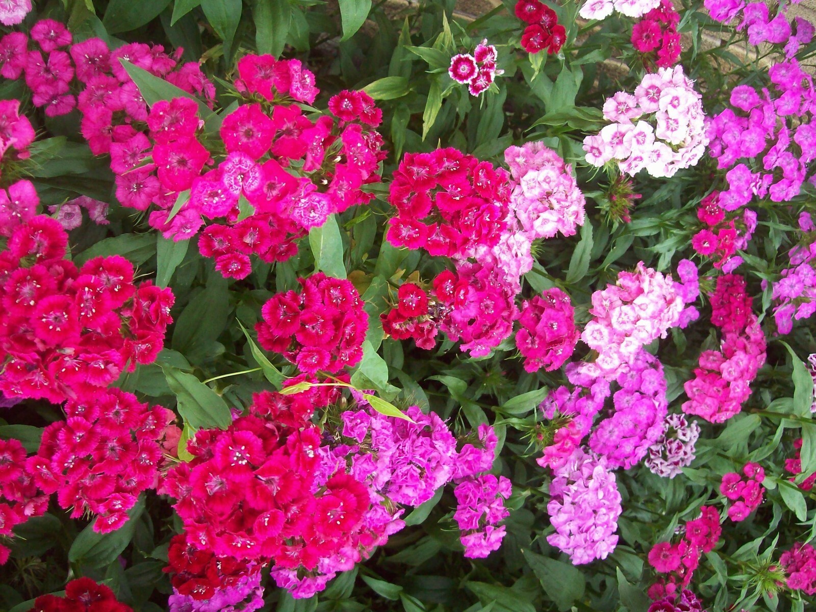 250 SWEET WILLIAM DIANTHUS Seeds Mixed 20″ Tall Perennial Non-GMO~FREE SHIPPING!