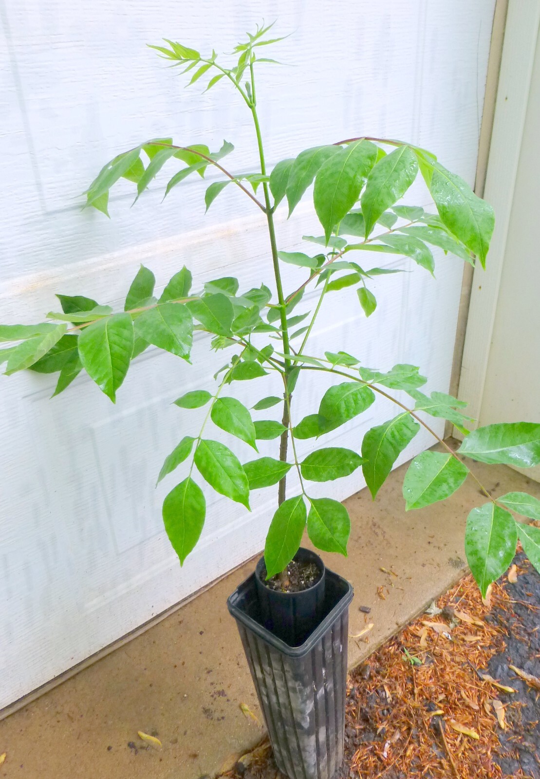 1 Black walnut tree, (juglans nigra)