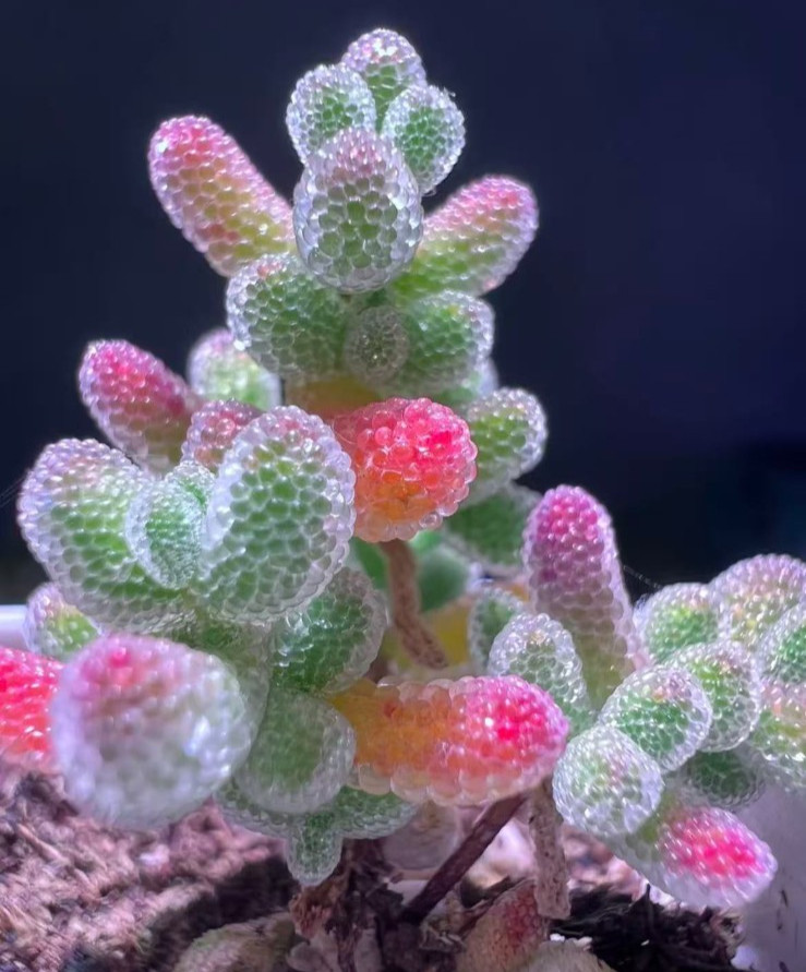 50 Lithops Seeds – Living Stone Succulent – Rare Colorful Varieties