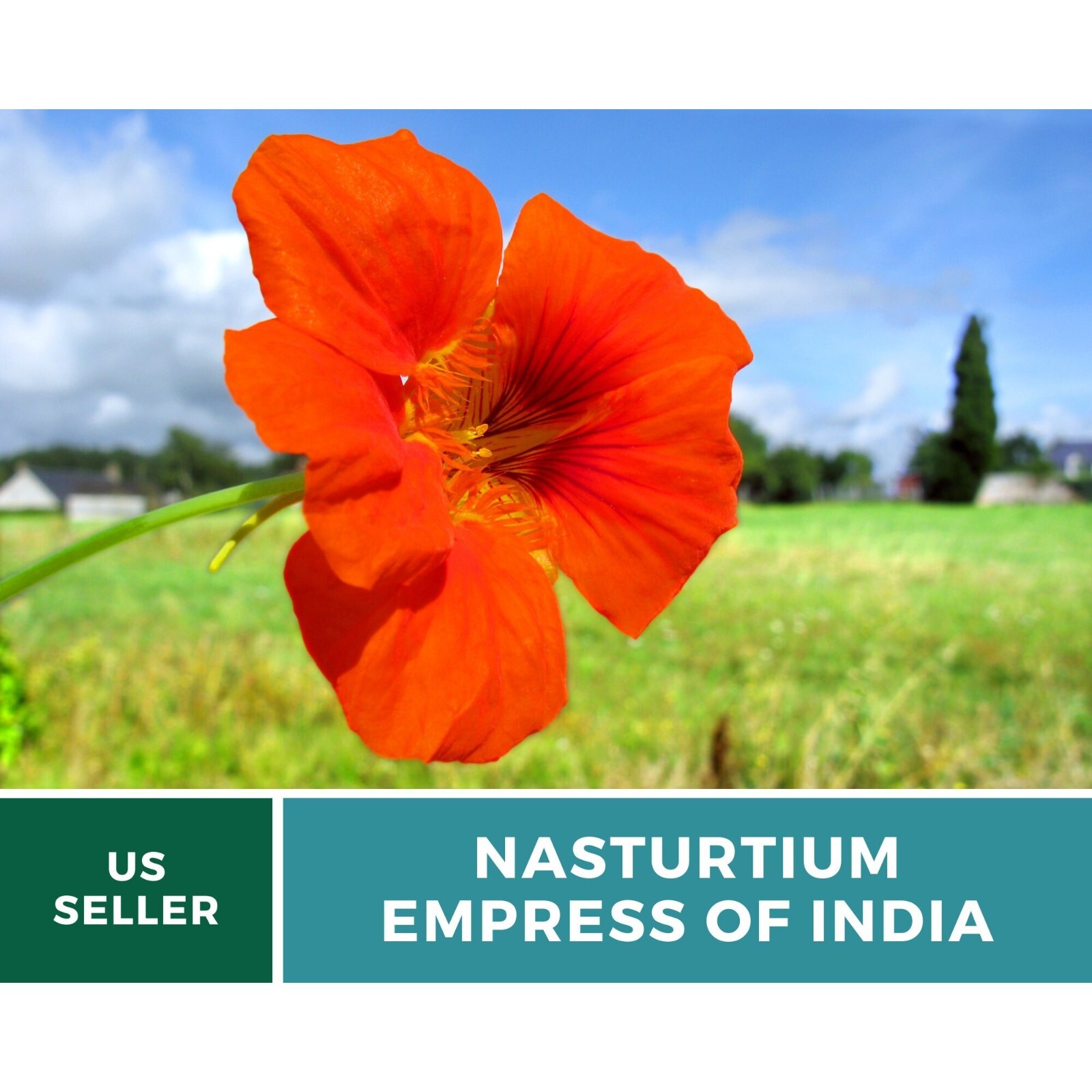 Nasturtium, Empress of India – Heirloom Seeds (Tropaeolum nanum)