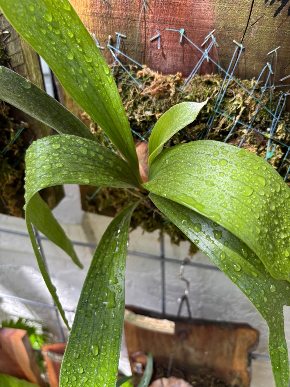 Stag Horn P. bifurcatum (c.v.) Japanese hybrid mounted on Red Cedar Wood