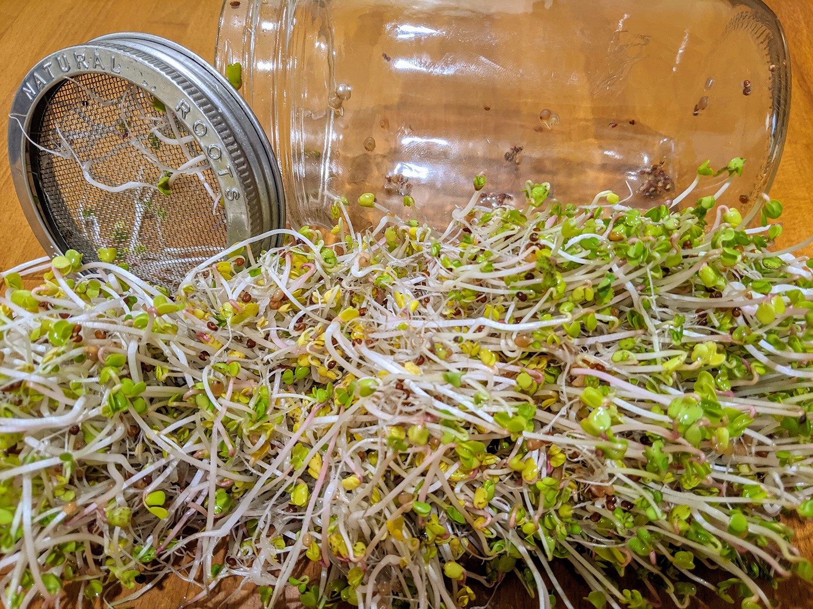 Sprouting Jar With Variety Pack Sprouting Seeds Kit Nongmo. Pack Of 5 Premeasure