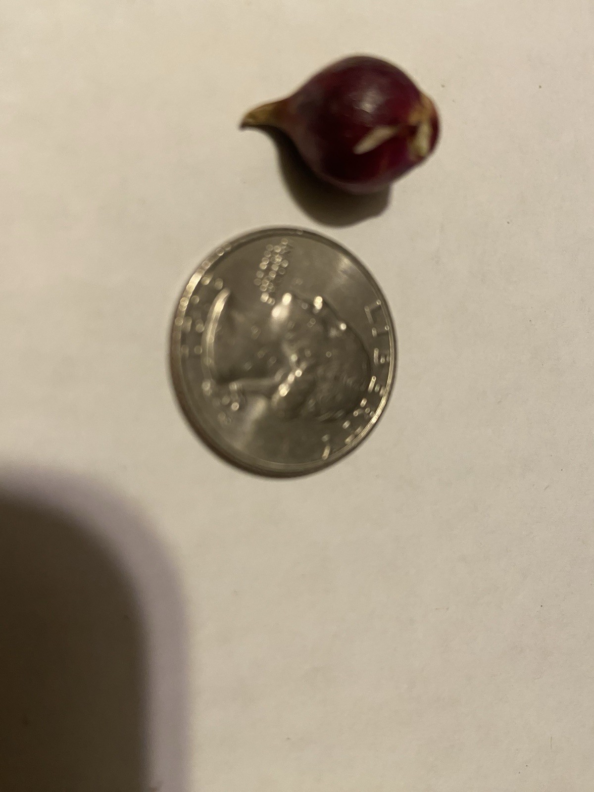 Egyptian Walking Onion Bulblets 30 Smaller Sz Lot Organic Heirloom 2026 Harvest