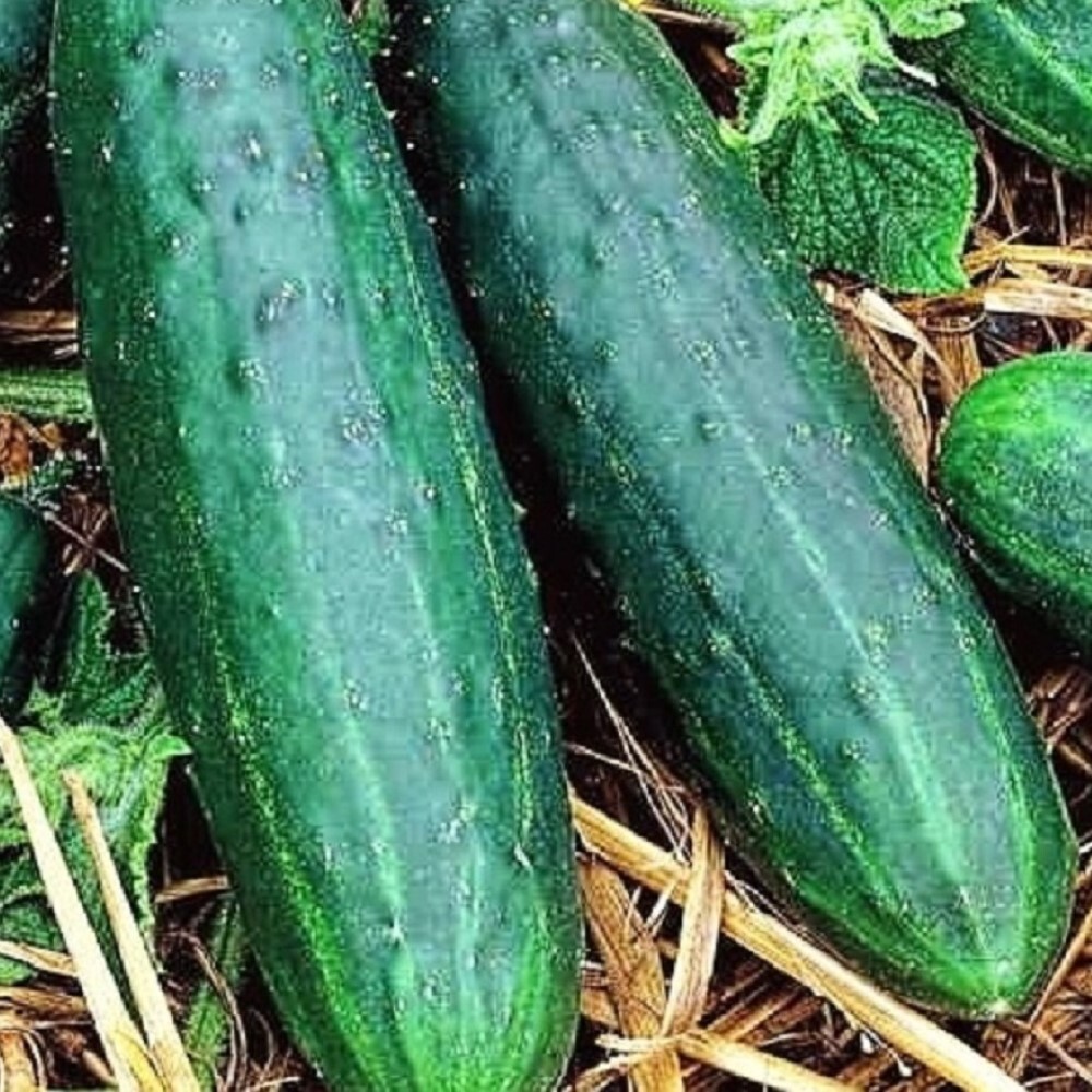 Spacemaster 80 Cucumber Seeds | NON-GMO | Heirloom | Fresh Garden Seeds
