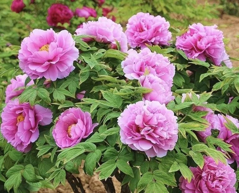 10 Deep PINK Large peony seeds, emitting a pleasant fragrance. Free shipping
