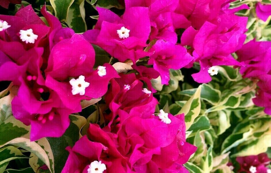 **VERA VARIEGATA PURPLE** Bougainvillea**Small Well Rooted Starter Plant*