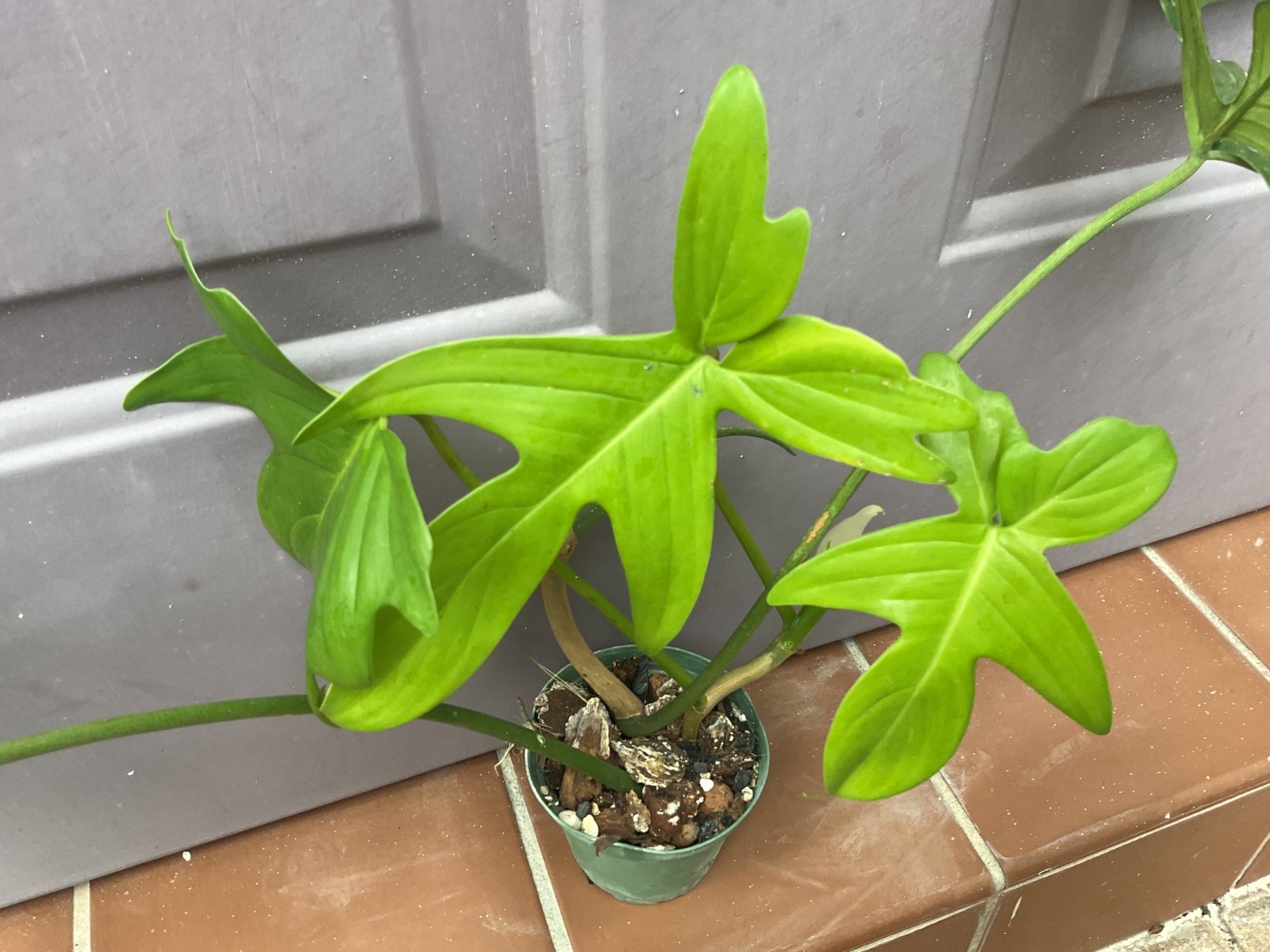 Philodendron pedatum double rhizome 1.5” cup rooted species Aroid houseplant