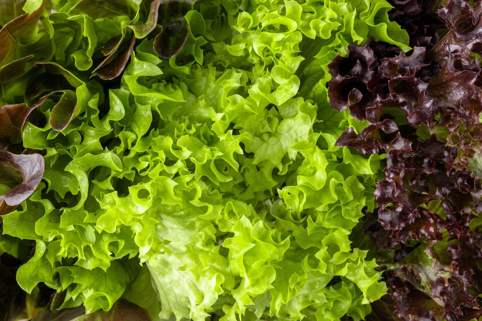 3000 Black Seeded Simpson LEAF LETTUCE Lactuca Sativa Vegetable Seeds