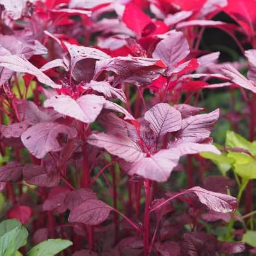 Red Amaranth (Lal Shak) 10,000 Seeds for Planting ( 10 Grams ) লাল শাক