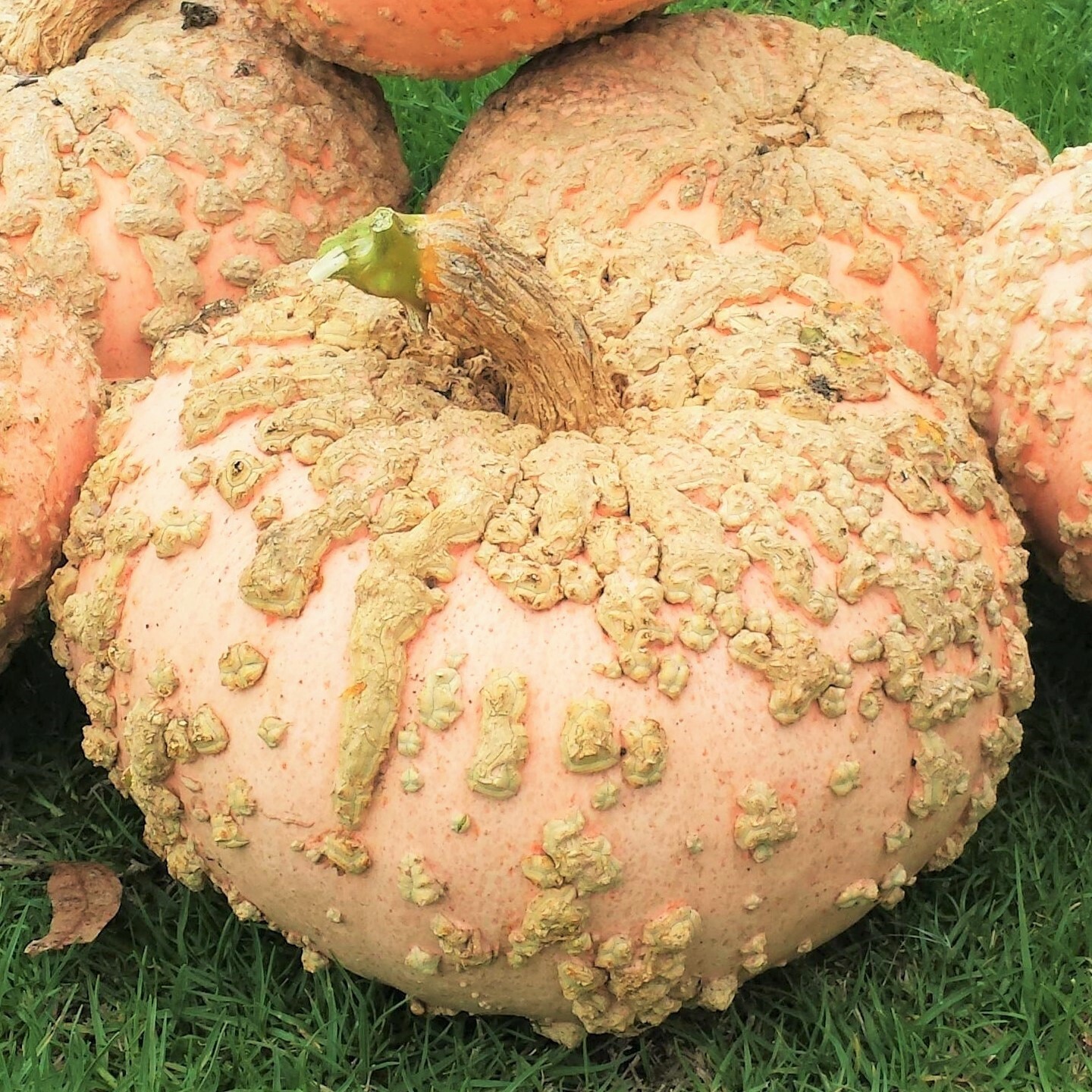 Peanut Pumpkin Seeds (Galeux D’ Eysines) | Warty Pink Pumpkins Squash Seed 2023