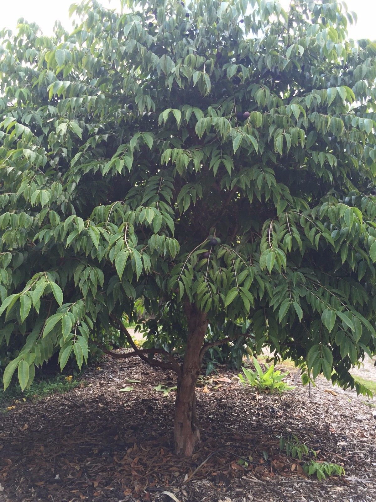 Jaboticaba Myrciaria Vexator Blue Grape Fruit Beautiful Bark Tree Seedling Plant