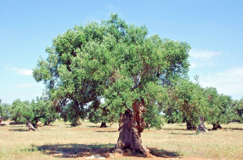 10 CANINO OLIVE TREE SEEDS (Olea europaea) European Common Edible Fruit Plant