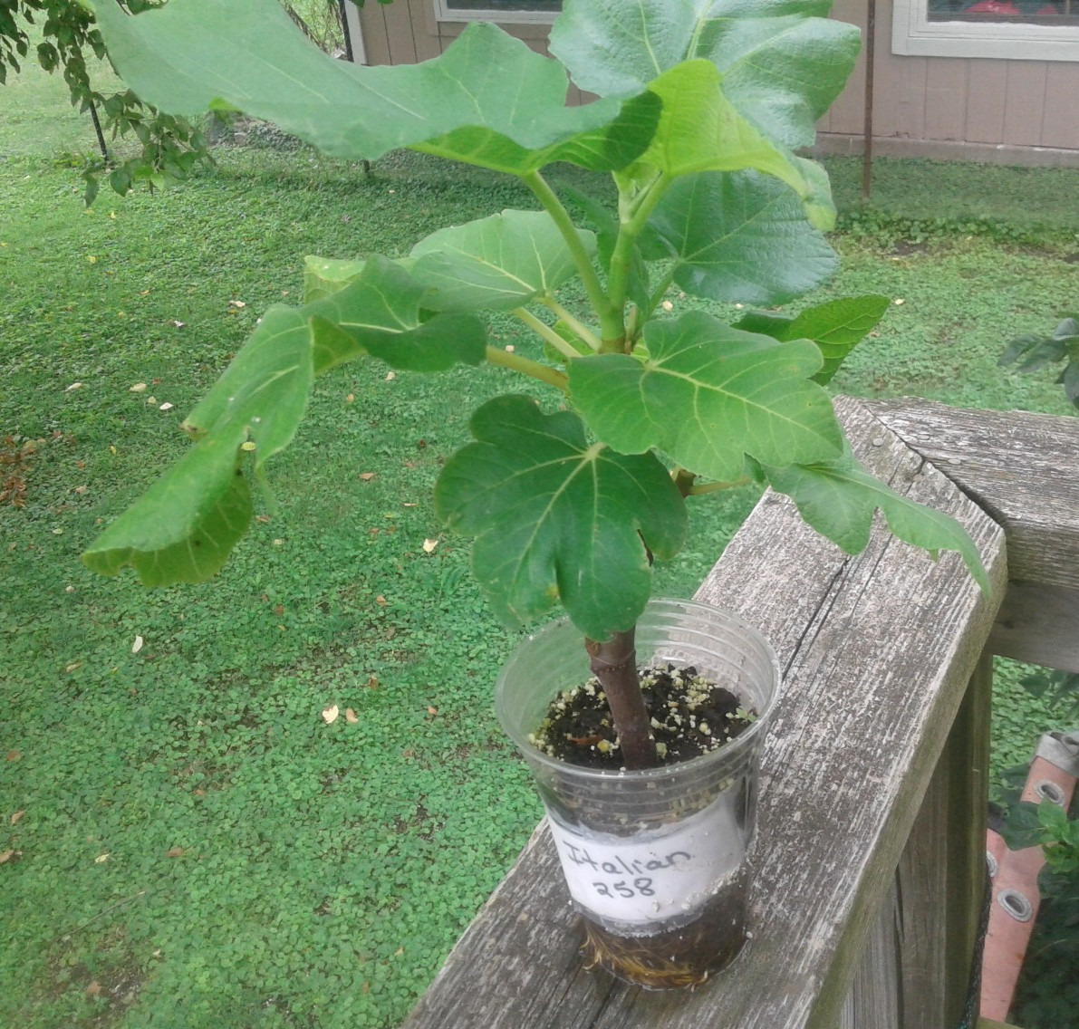 Italian 258 Fig Tree (Ficus Caric): 1 Healthy Cultivar 9″to 12″ H. & 5″-7″ W.