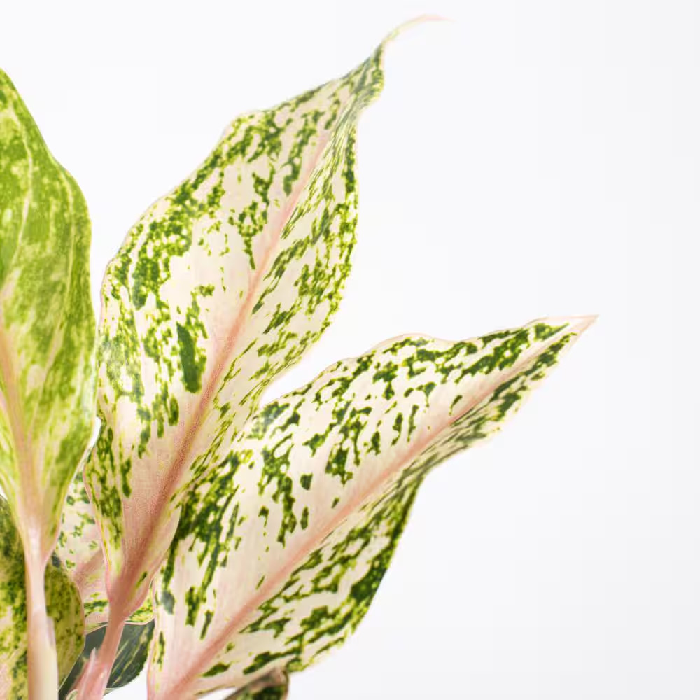 Aglaonema Sparkling Sarah Live Indoor Outdoor Houseplant in 6 Inch Grower Pot