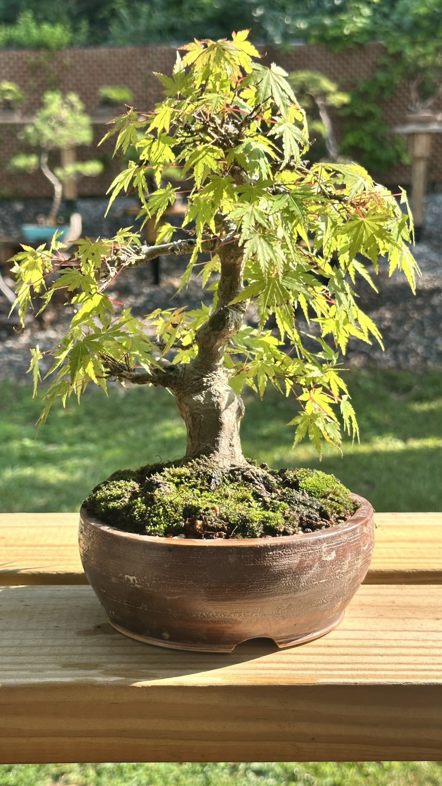 Shohin Momji Red Maple on High Quality American Pot