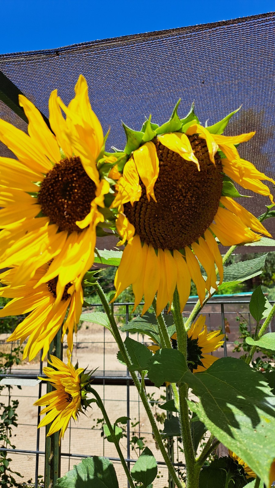 Lot of 12 Dried Sunflower Heads 1″-2″ for Pets Birds Crafts Etc Pesticide Free