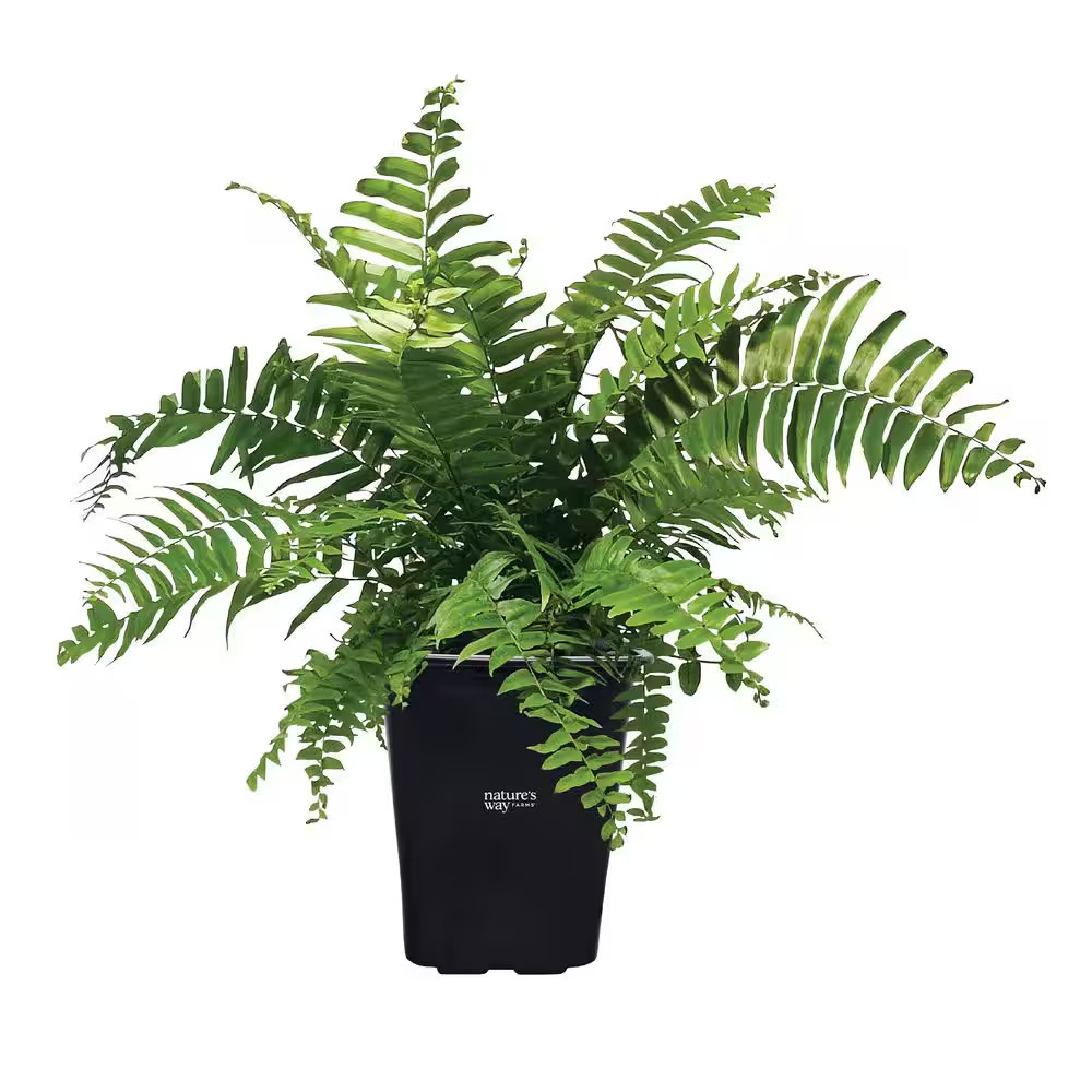 2 Qt. Macho Fern Tropical Plant (1-Pack)