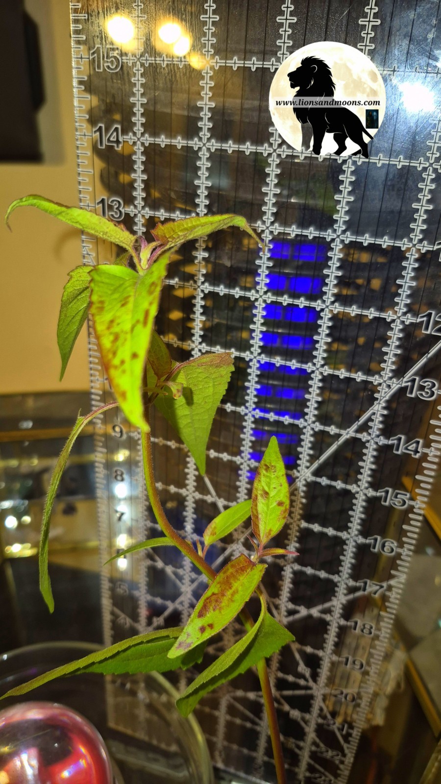 Chromolaena Odorata/10 Cuttings 5 to 7 Inches. No Soil/no roots