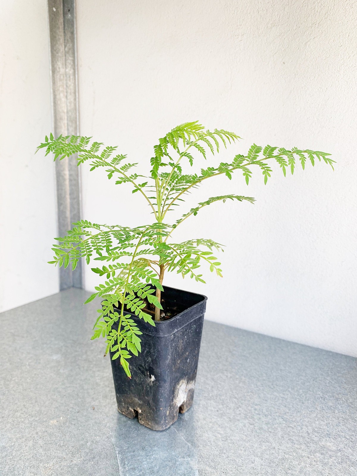 Jacaranda Tree Starter, 2 Inch Pot, Purple Flowering Tropical Plant