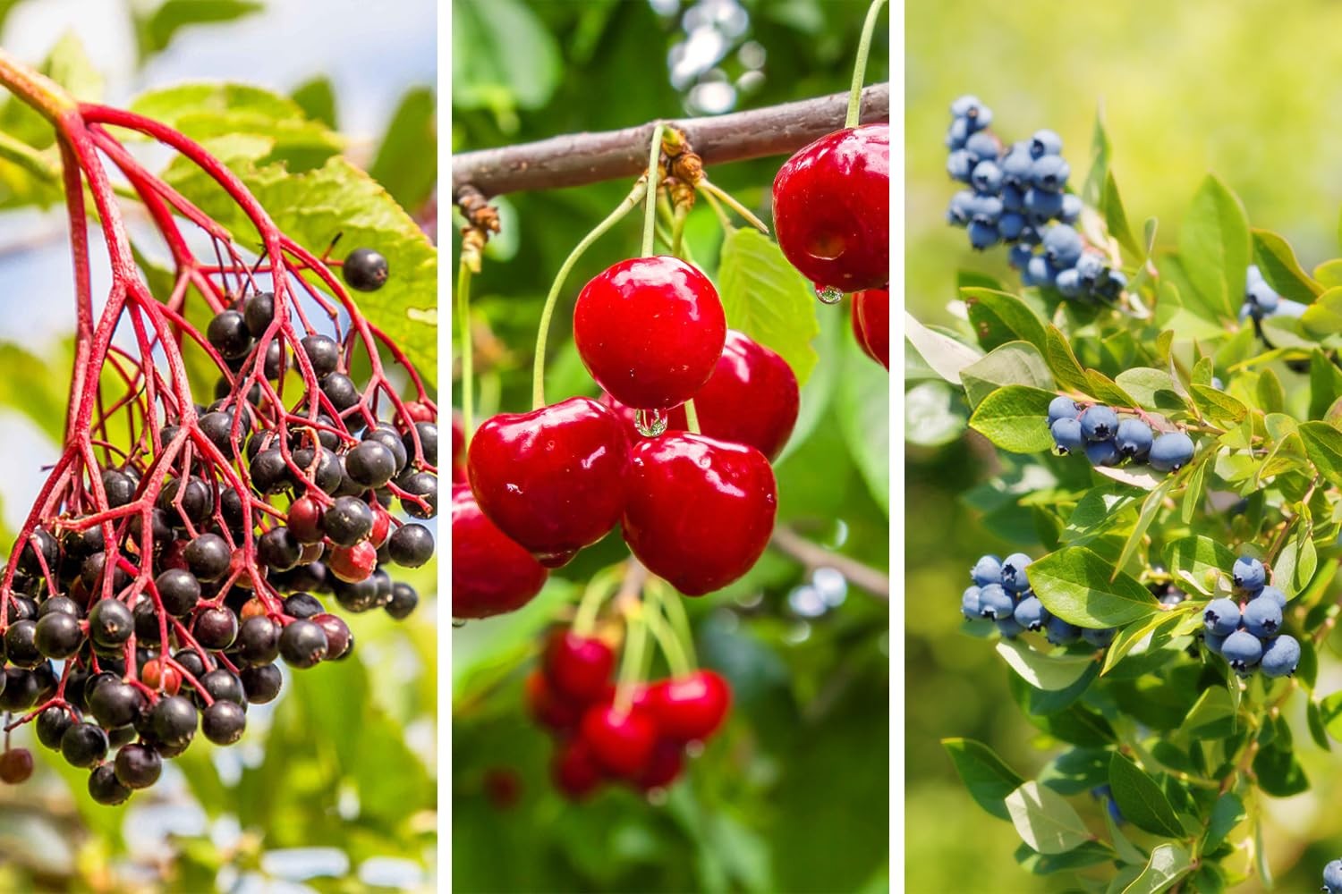 Mixed Fruit Seeds for Planting: 1100pcs Strawberry, Raspberry, Blueberry & More