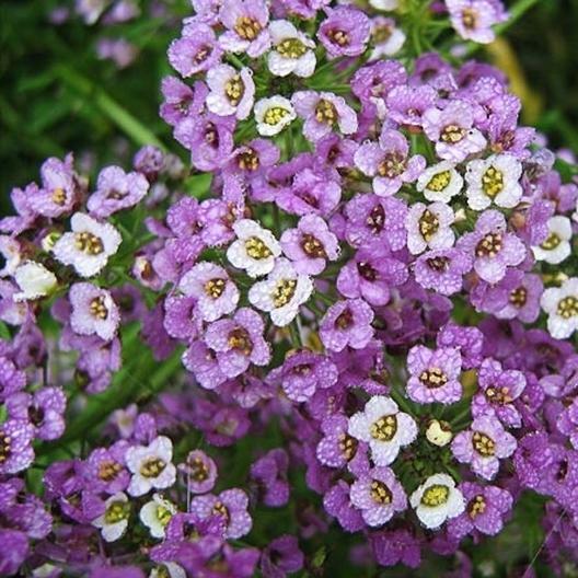 Alyssum, Sweet DWARF ROYAL CARPET 4″ Ground Cover Perennial Non-GMO 1000 Seeds!