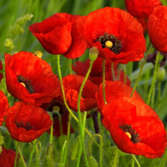 Red Corn Poppy Seed