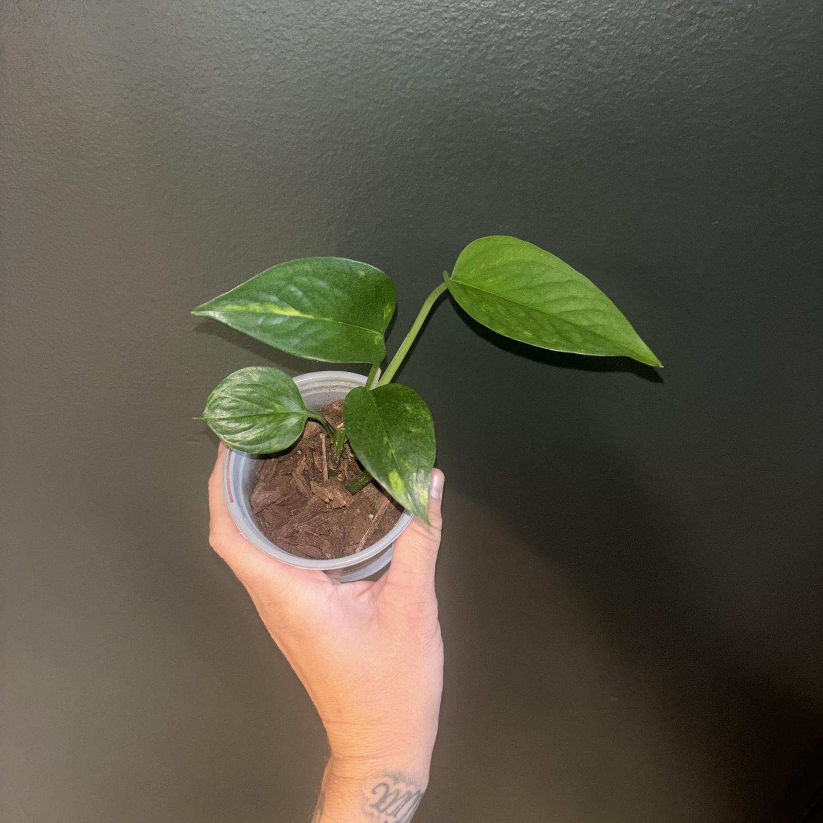 Golden Pothos Live Plant