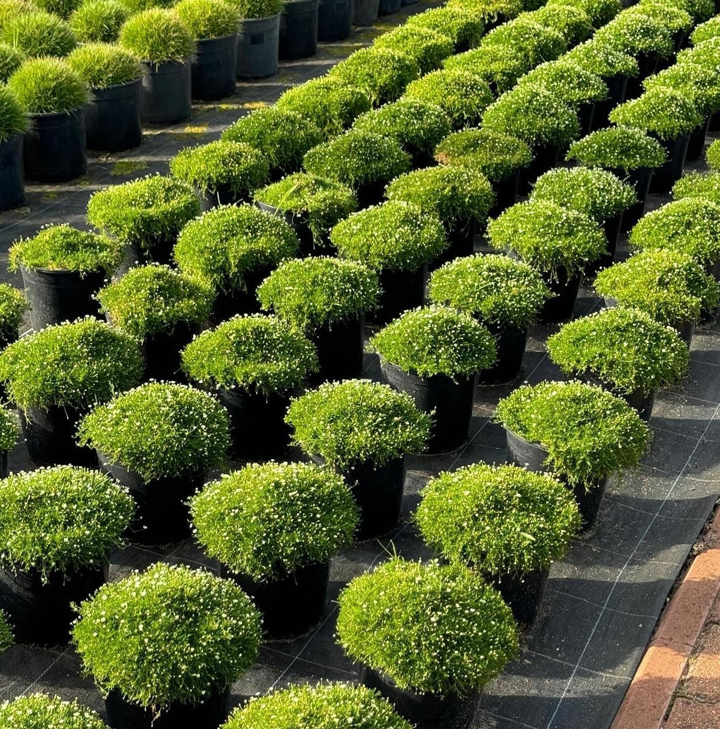 Irish Moss 250-5,000+ Seeds (Sagina subulata) Pearlwort