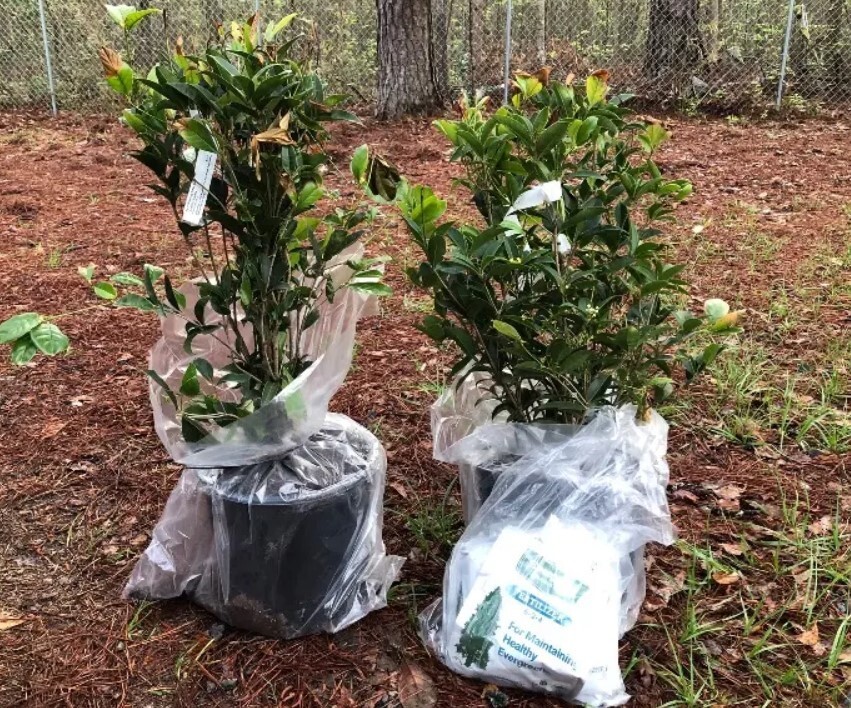 Fragrant Tea Olive Tree 3Gallon Outdoor Evergreen Osmanthus Fragrans Garden Tree