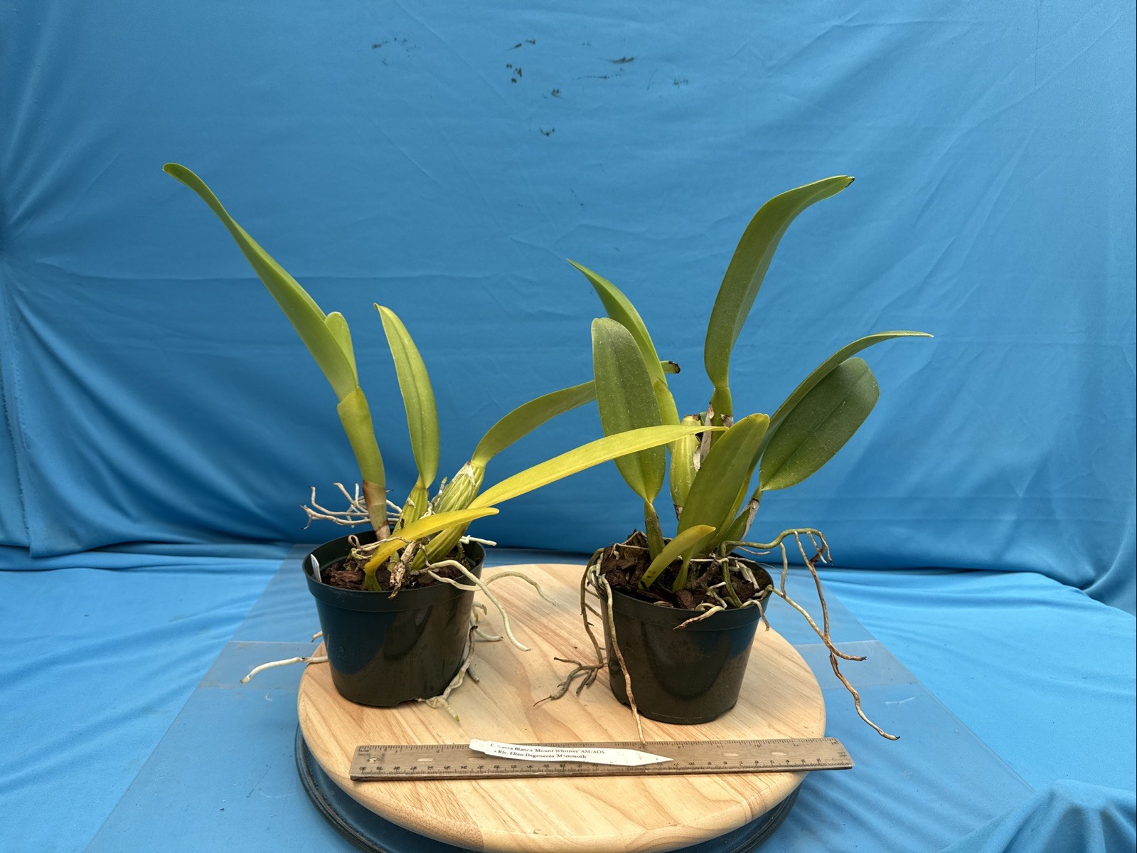 Cattleya Sierra Blanca ‘Mt Whitney’ X Rlc Ellen Degeneres NBS Orchid Eros 5” Pt