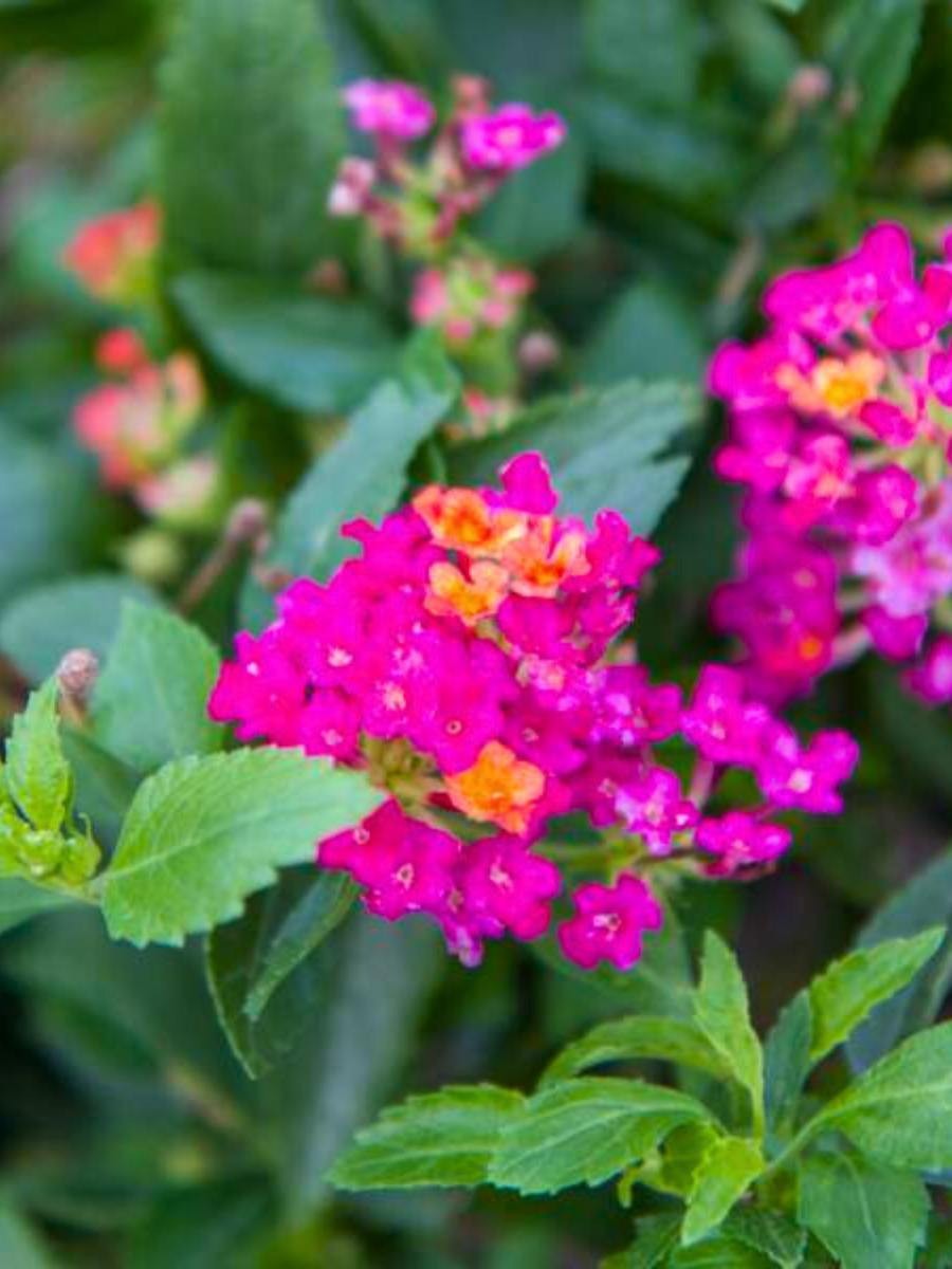 Lantana Dwarf Raspberry Live House Plants BUY 2 GET 1 FREE