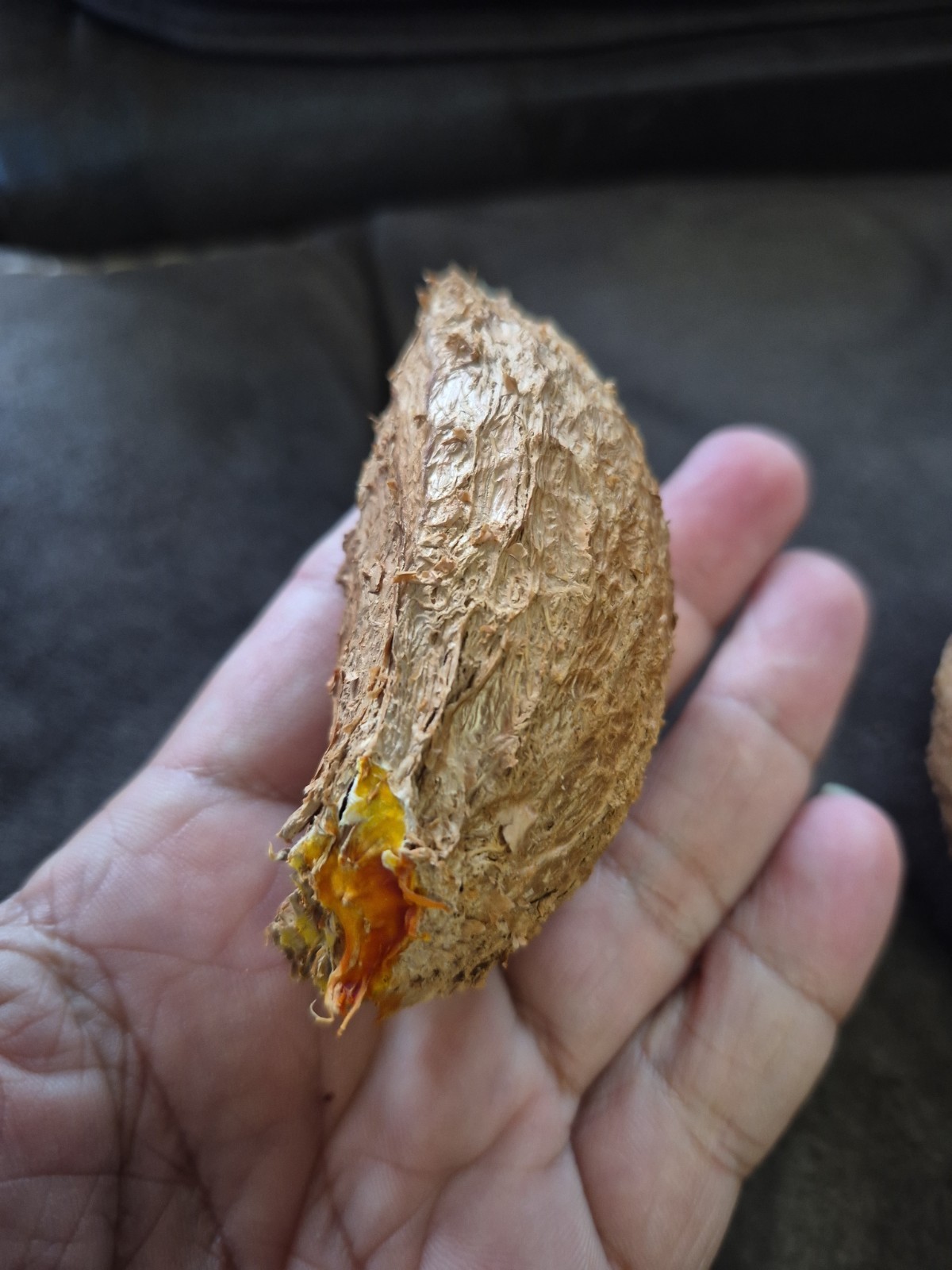 Mamey De Puerto Rico Fruit 🇵🇷 “mammea Americana ” 1 One Organic Seed !