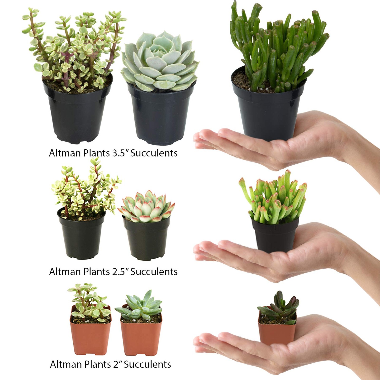 Altman Plants Assorted Succulents 12-Pack Live Houseplants Easy Care Indoor