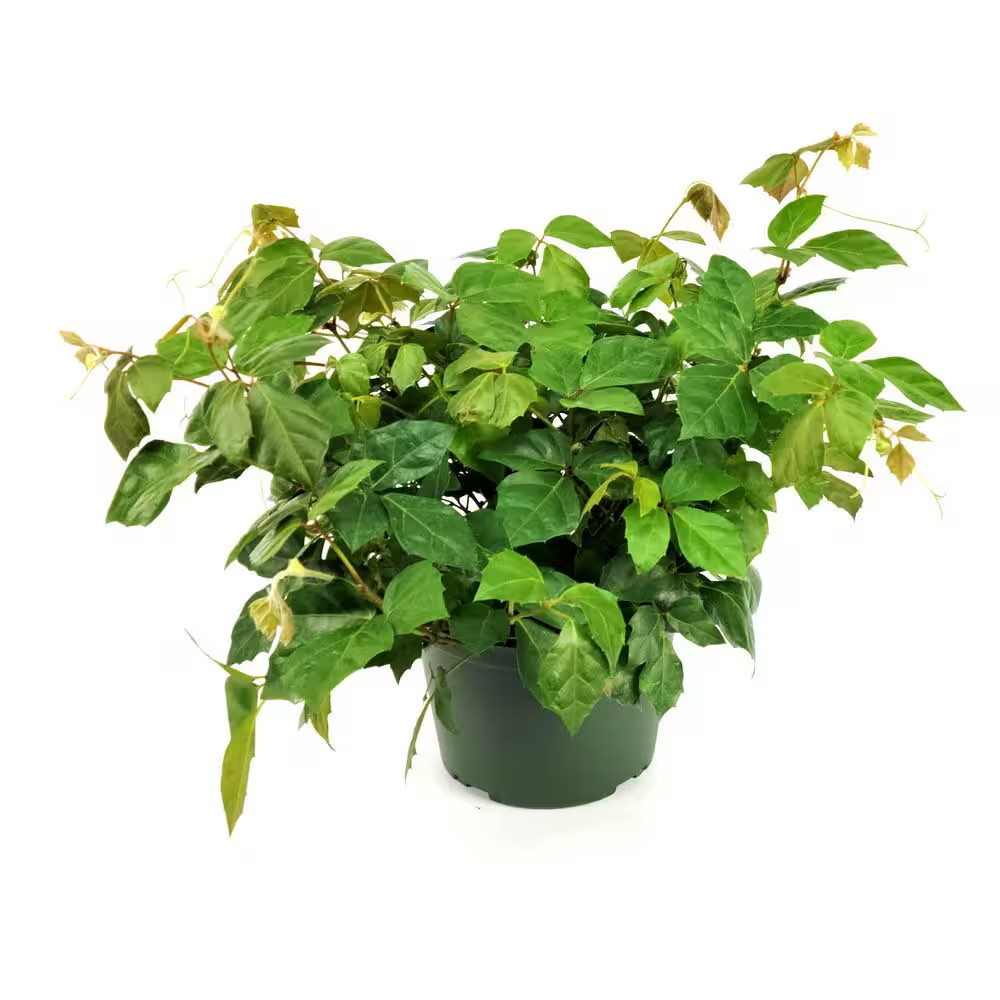 6 In. Cissus Rhombifolia Grape Leaf Plant in Grower Container