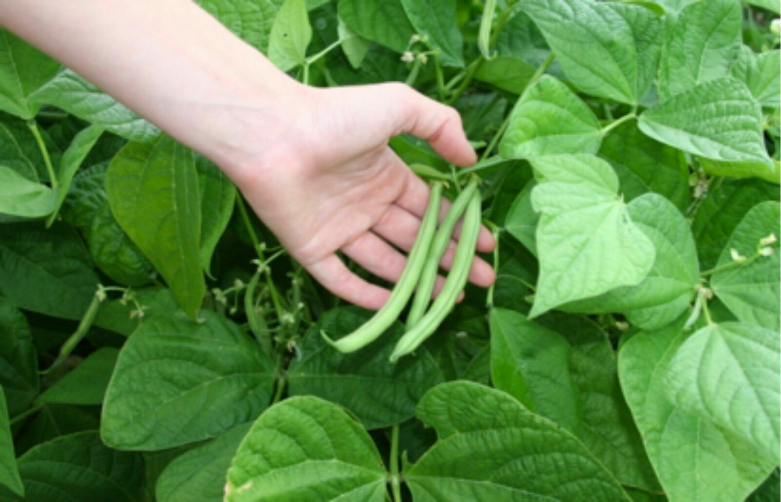 Non-GMO Blue Lake Bush Green Bean Seed, 1/2 lb seeds