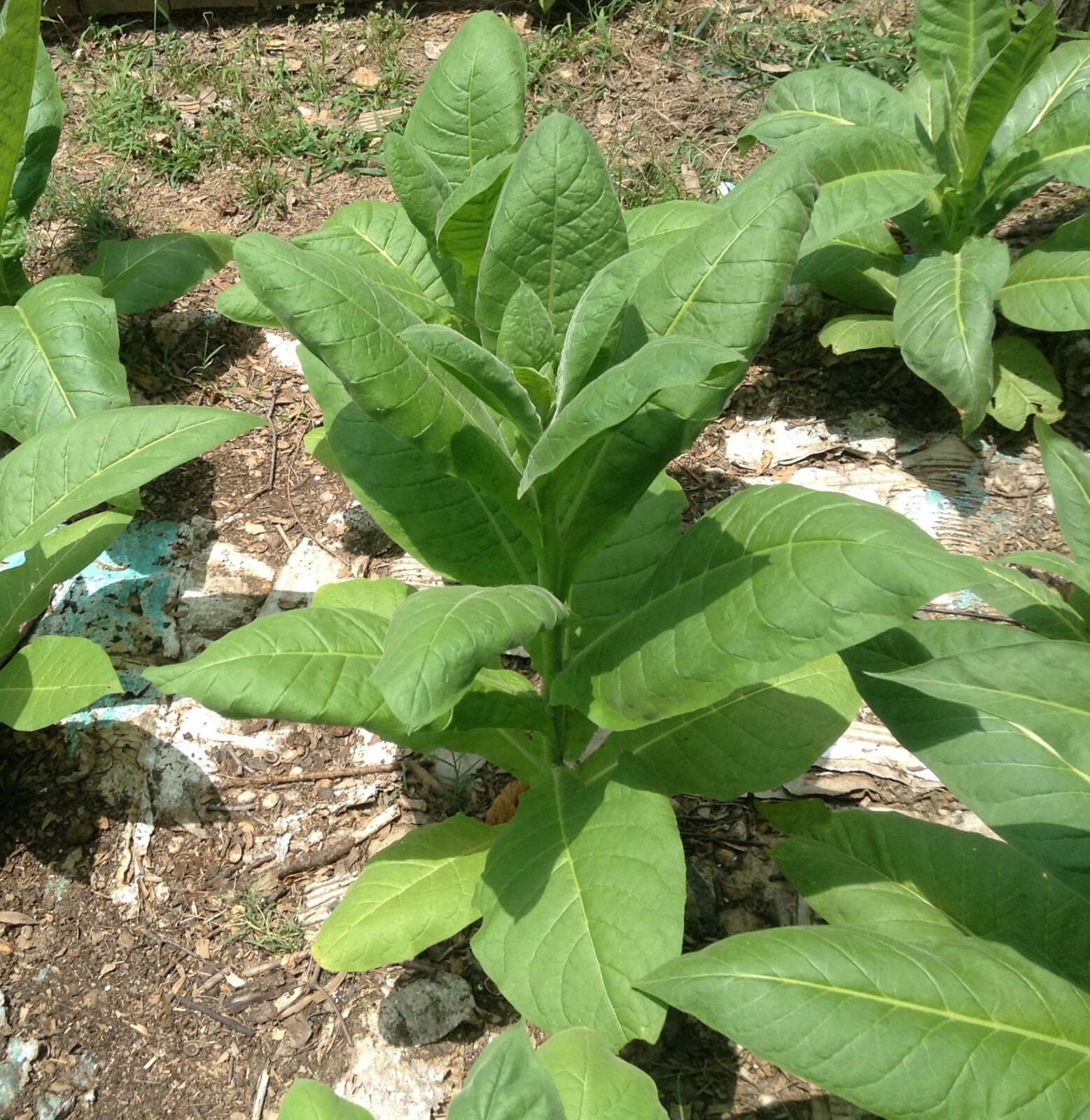 Florida Sumatra Tobacco Seeds (1000+ per packet)