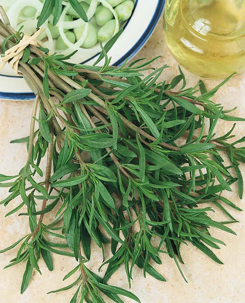 SUMMER SAVORY 300+ SEEDS ORGANIC CULINARY HERB (Satureja Hortensis)