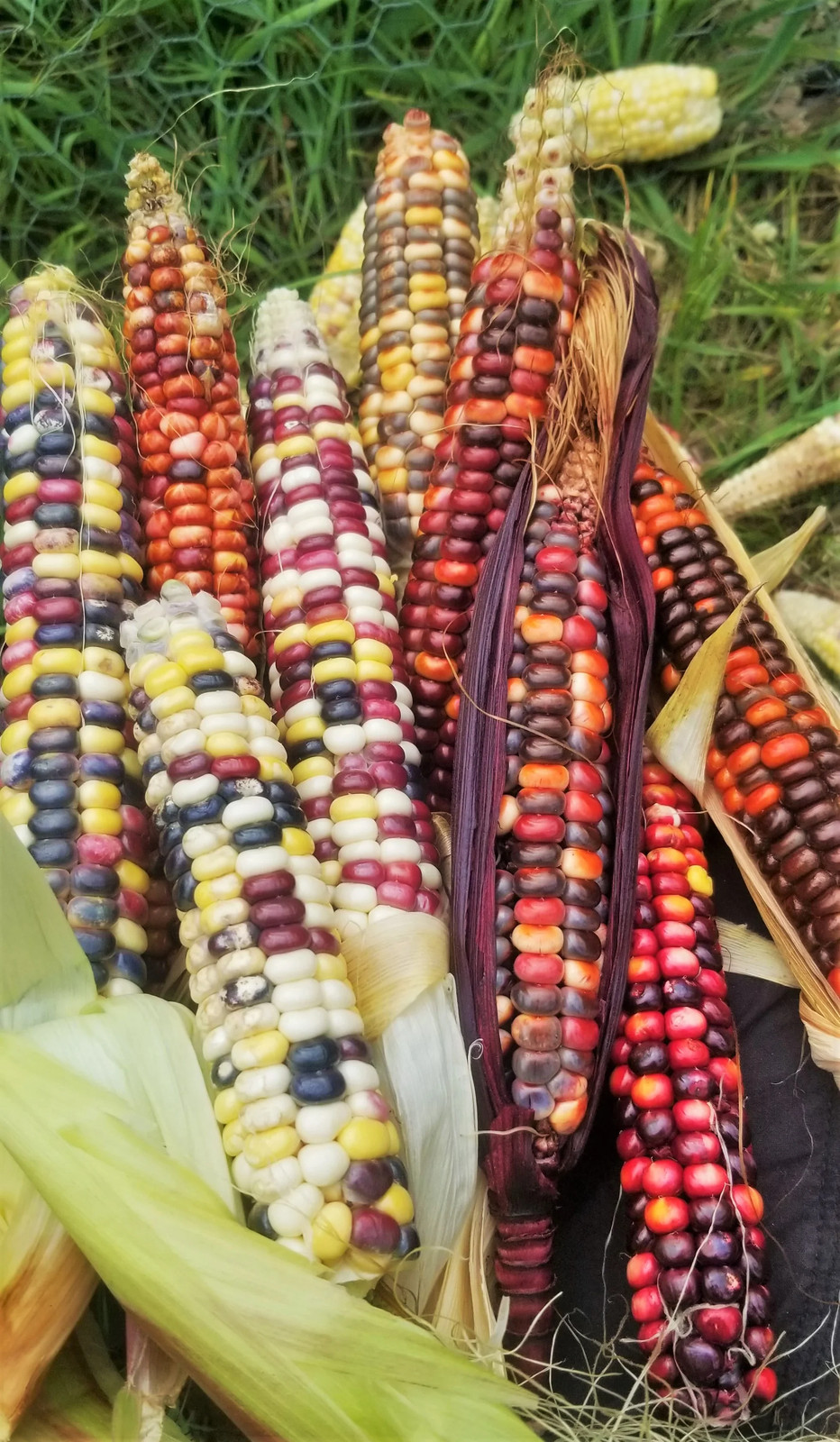 Painted Mountain Ornamental Corn Seeds (Organic) | Rainbow Indian Dent Seed 2024