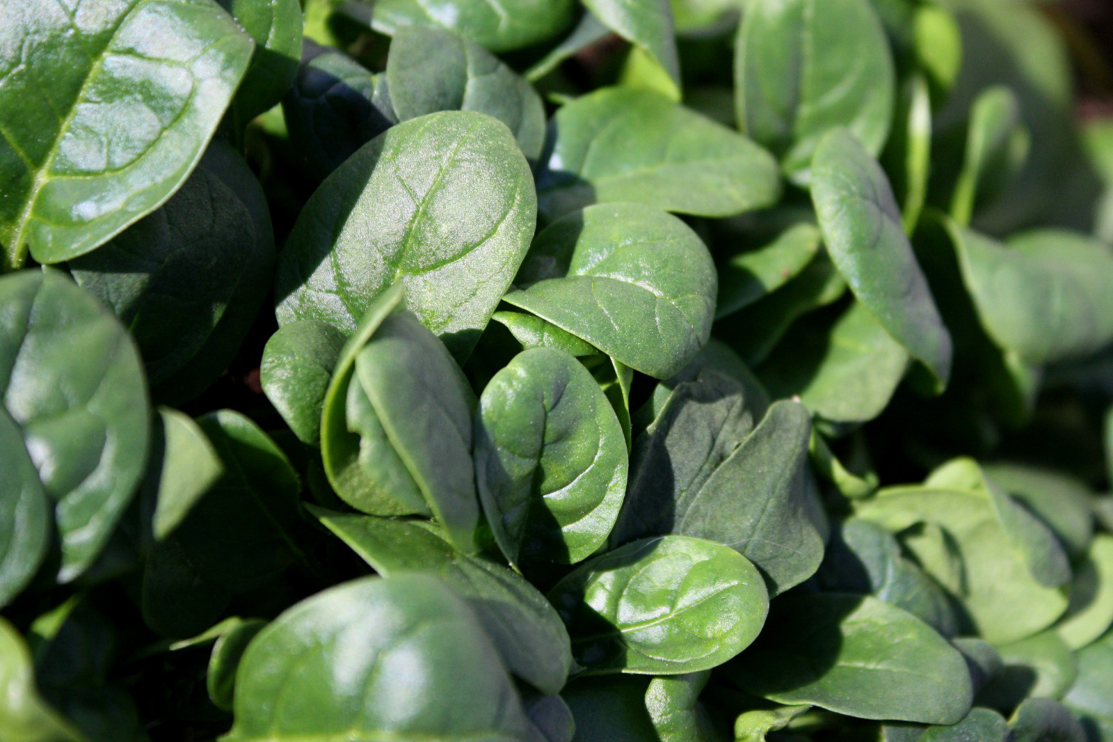 SPINACH * DARK GREEN * SLOW BOLTING * SMOOTH LEAF * 48 DAYS *