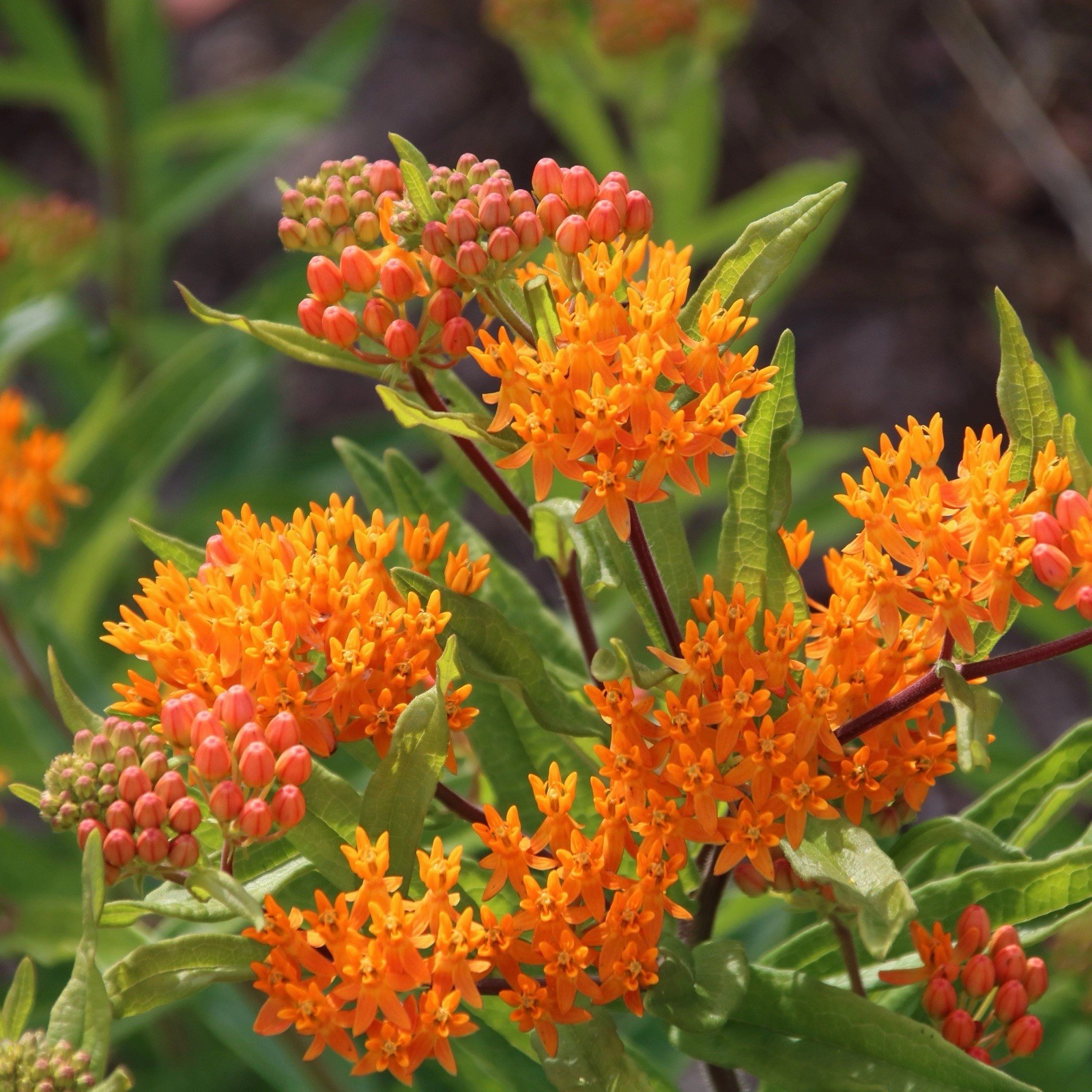 Milkweed Orange Perennial Tuberosa Monarch Butterfly Non-GMO 100 Seeds