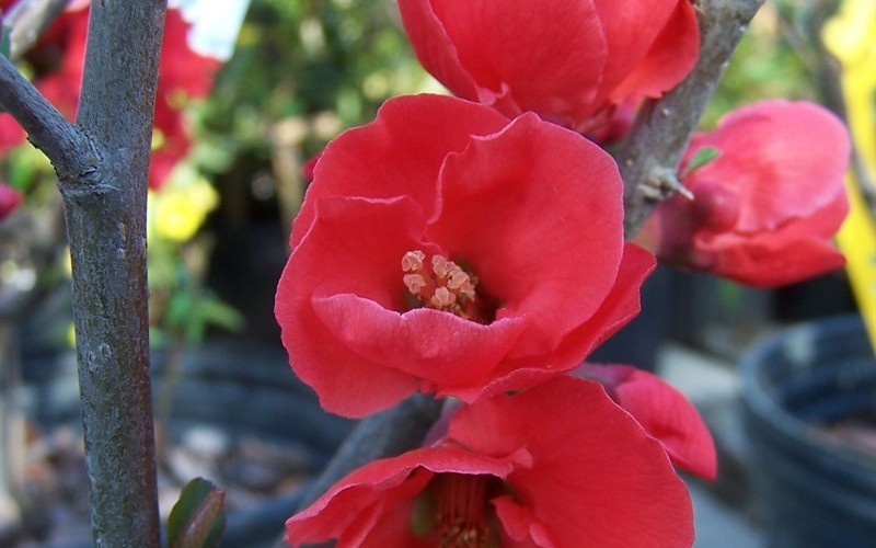 Red Flowering Quince Chaenomeles Speciosa Seedling 8+” Tall 5″ Pot Spitfire