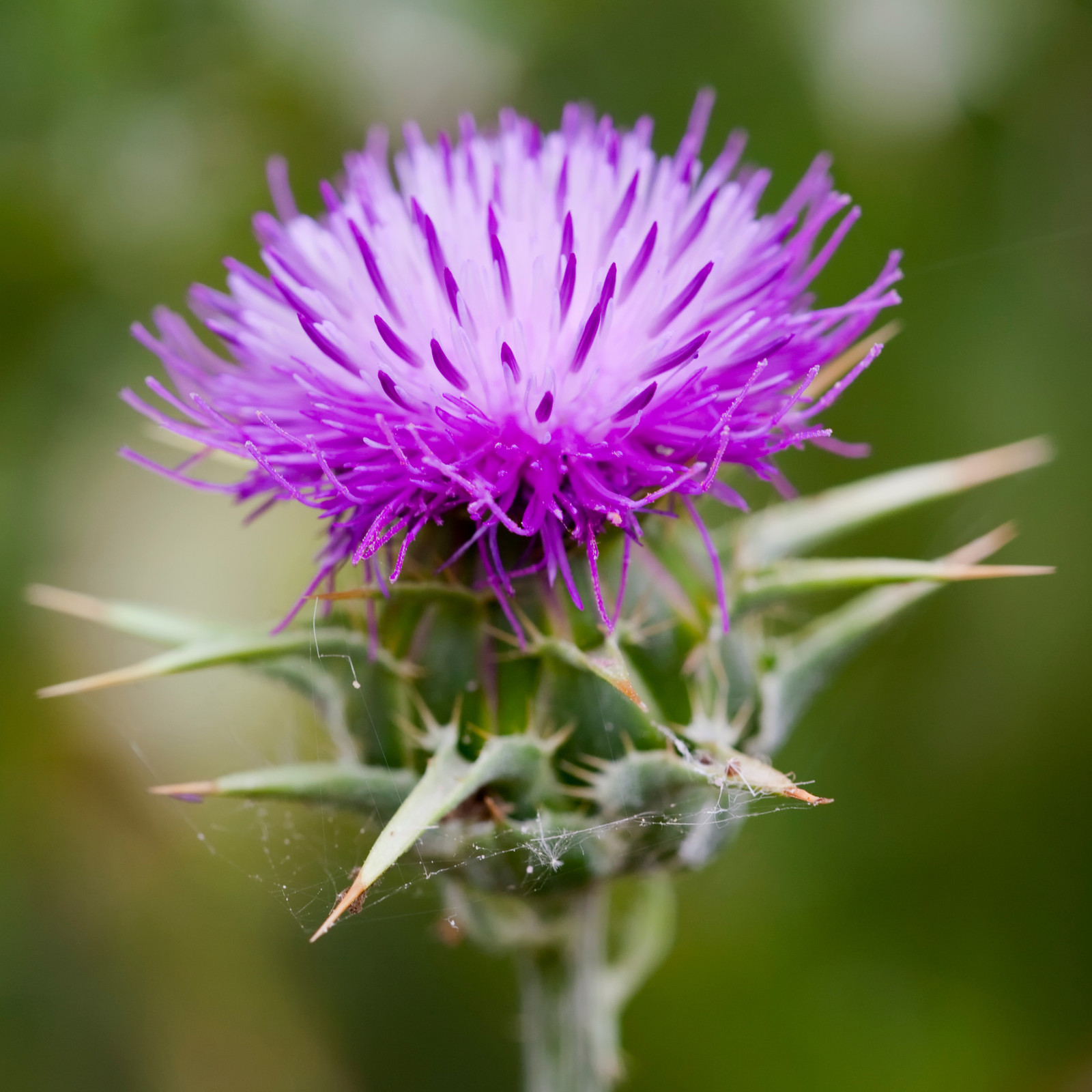 Organic Milk Thistle Seeds (Silybum marianum) – Striking Purple Blooms, Medicina