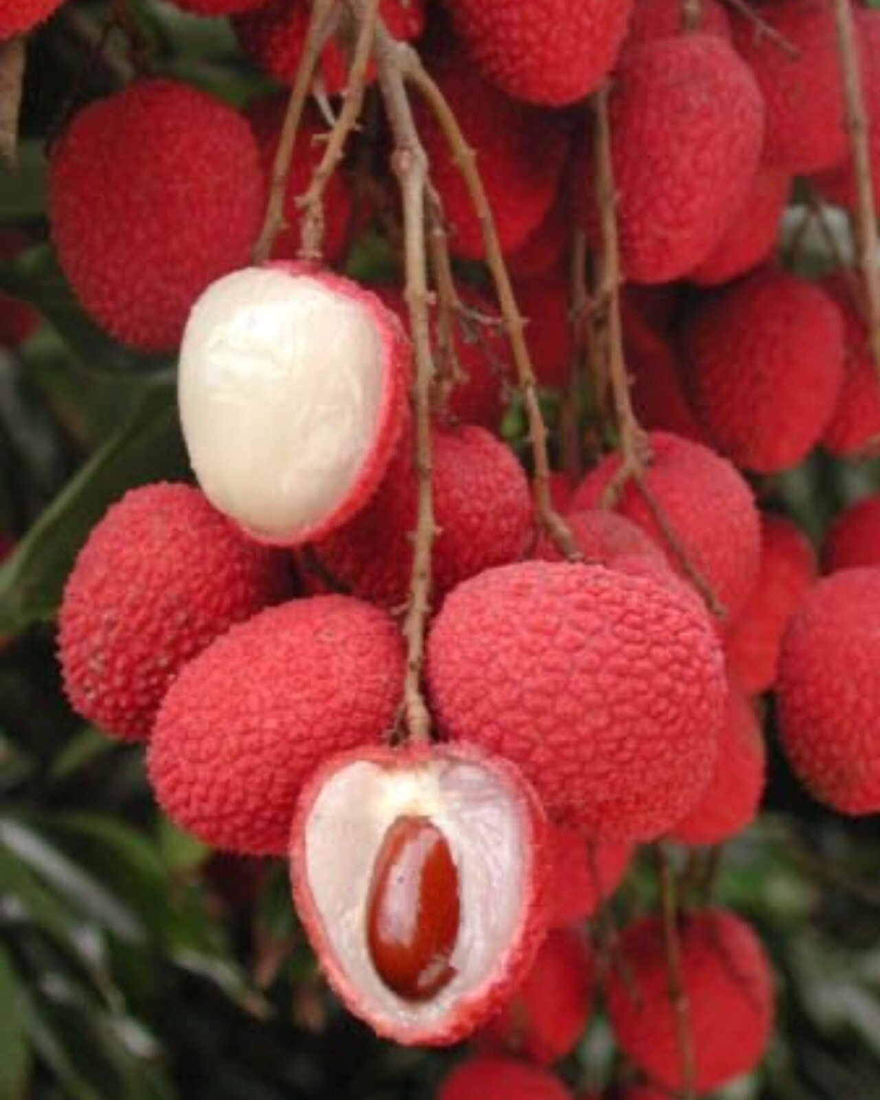 Lychee Tree (Brewster) 3ft tree