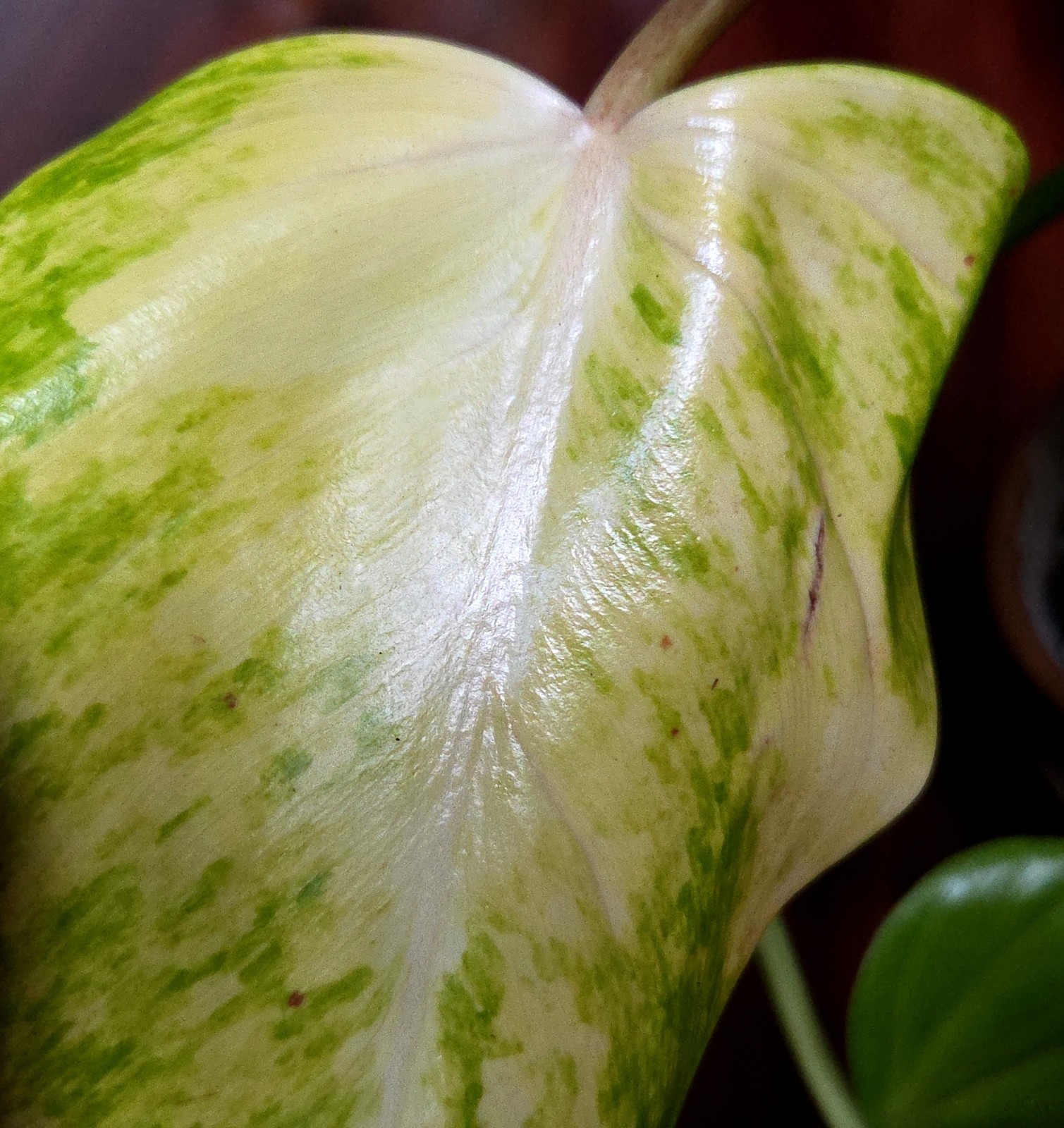 Rare Philodendron Variegated Golden Erubescens 18″ Tall Not Monstera Anthurium