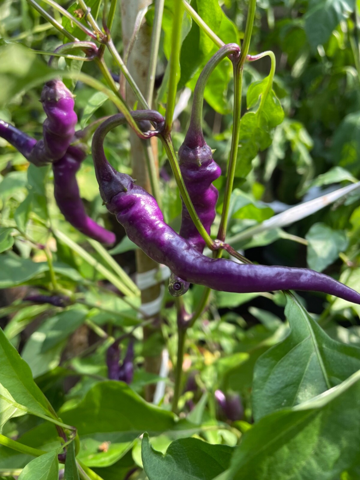 50+ Buena Mulata Purple Pepper Seeds Heirloom Hot