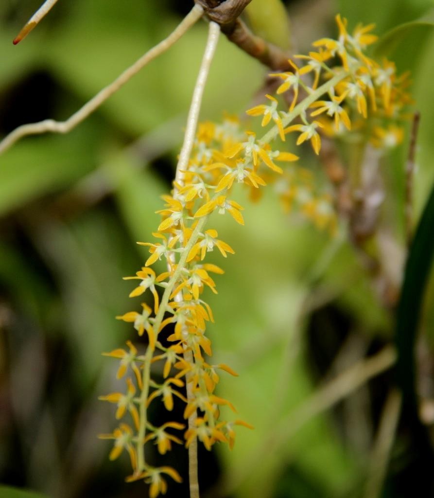 Fragrant Orchid Species Dendrochilum pallidiflavens. Orange Creamsicle Smell!