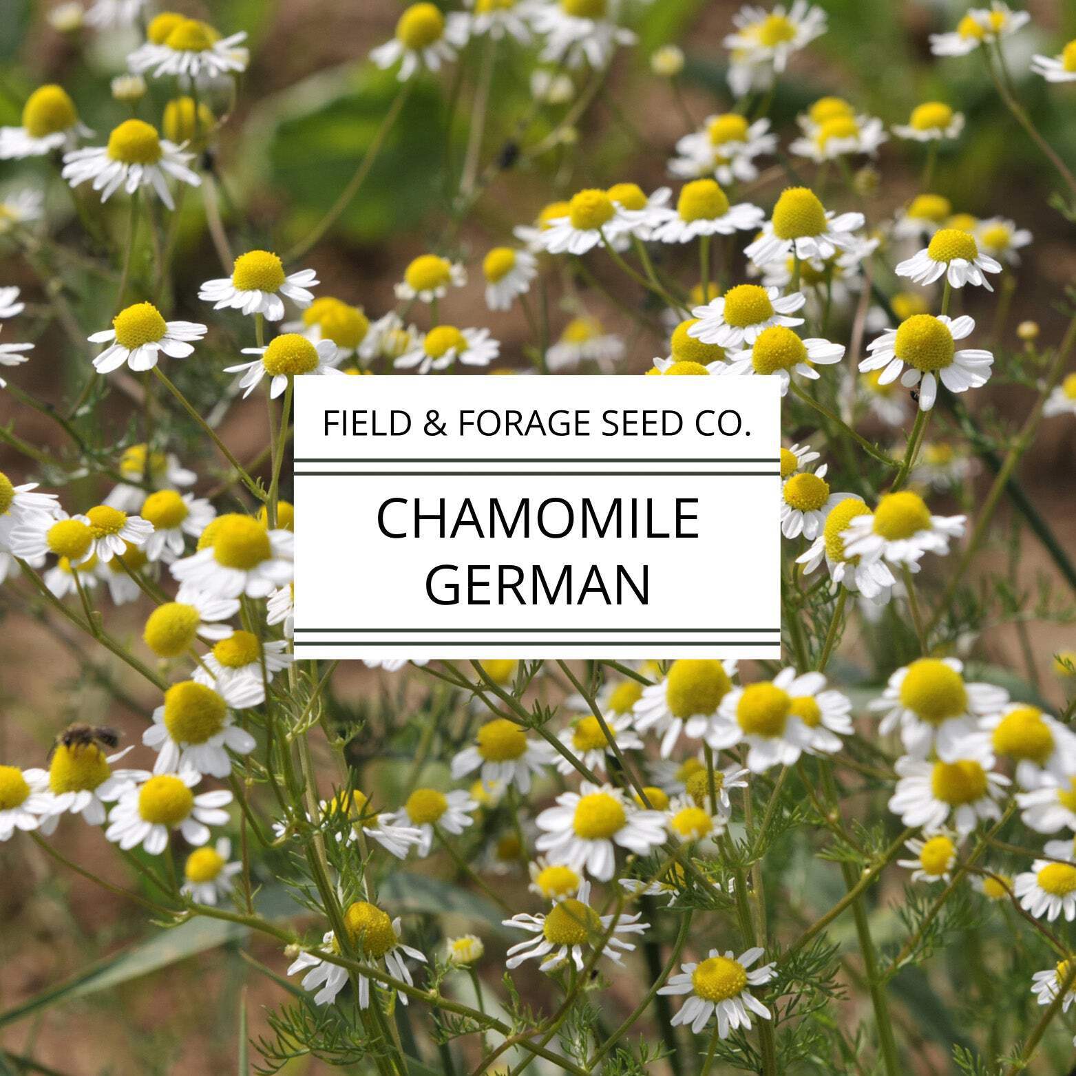 Chamomile ‘German’ | Matricaria chamomilla | Heirloom | Non-GMO | 200 Seeds