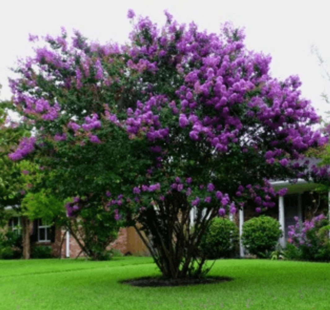 Catawba Crape Myrtle: Pure Purple Elegance with Outstanding Fall Foliage