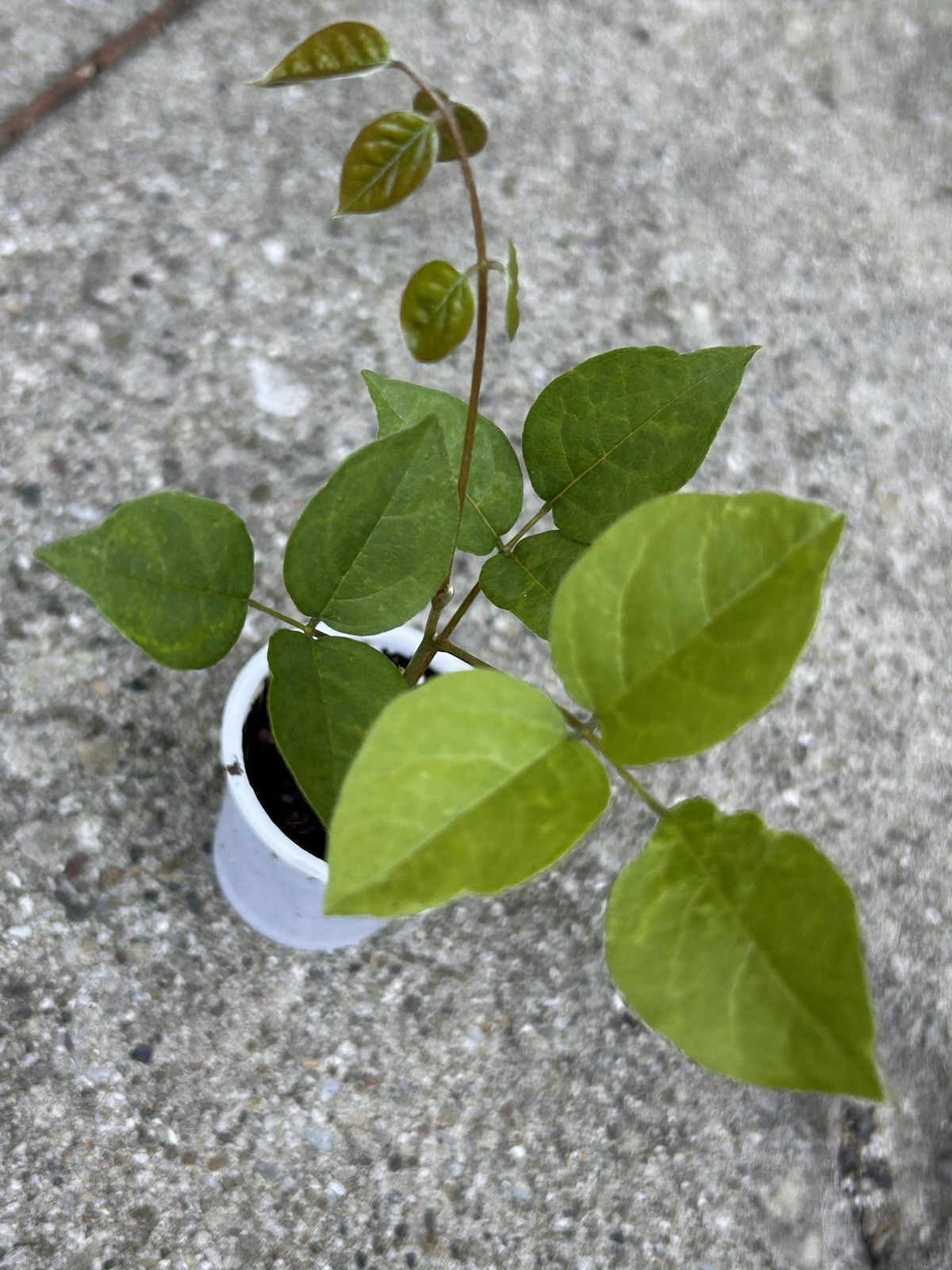 Purple Wisteria Tree – Live Plant in 2.5-Inch Pot Starter Plants